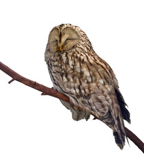 A sleeping owl sits on a branch. Natural background with a beautiful owl.