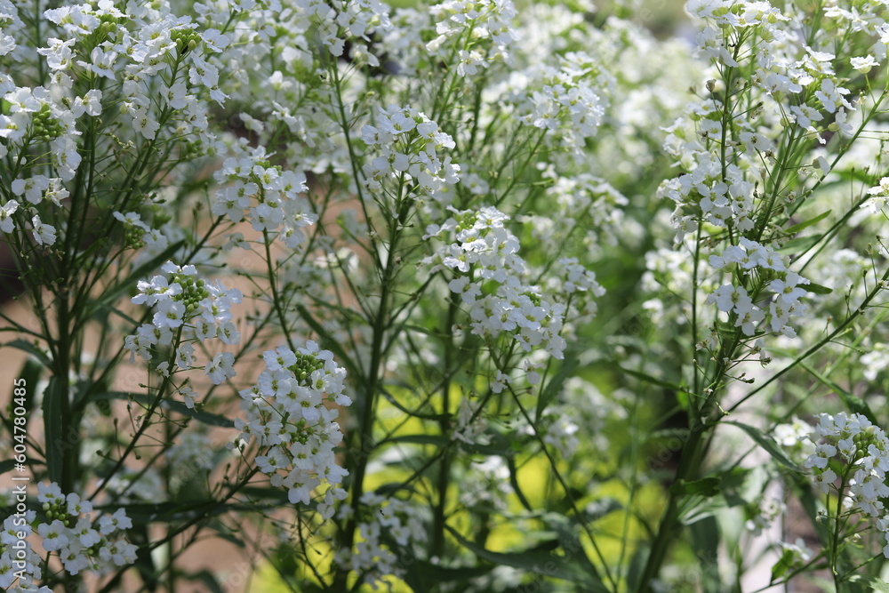 Wall mural armoracia rusticana. white horseradish fowers in organic garden.