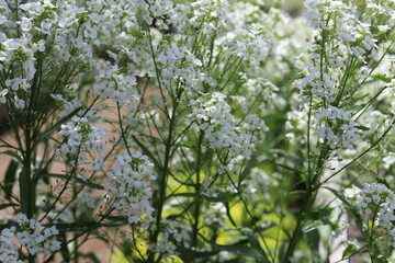 Fototapeta premium Armoracia rusticana. White horseradish fowers in organic garden.