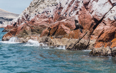 South american sea lion at Paracas National Reserve, Ica Peru