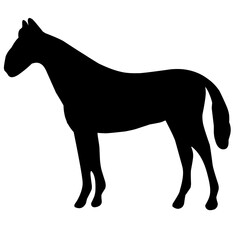 Horse Silhouette 