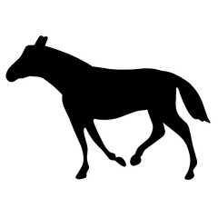 Horse Silhouette 
