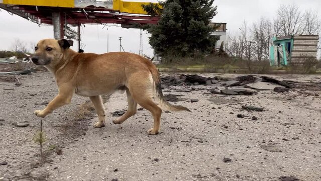 Homeless dog runs against background of broken gas station - the result of shelling by artillery during war in Ukraine