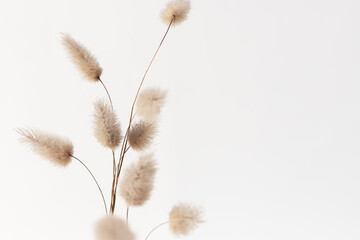 Beautiful dried bunny tail grass. Abstract floral background in neutral coulors.