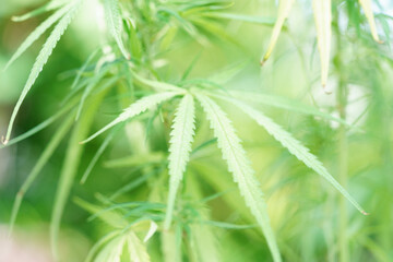 Cannabis, marijuana or marihuana leaf, cbd, thc used as drug, intoxicant, or alternative medicine.