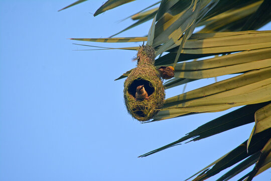 Birds nest wooven by the native bird.