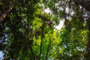 Obraz premium Dense trees in the forest as a background