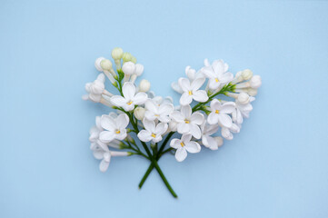 Obraz na płótnie Canvas A sprig of white lilac on a blue background. Spring concept