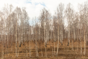 Birch forest in early spring. Early spring forest. Early spring forest. the first warm days