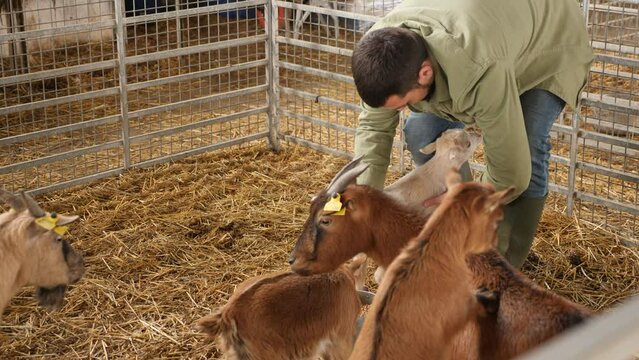 Cheerful successful professional young female farmer playing with cute goatlings in stall on sunny day