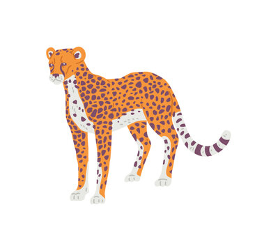 Cheetah African predator wild animal flat cartoon vector illustration isolated.