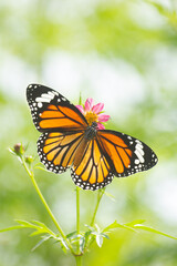 Fototapeta na wymiar Striped Tiger Butterfly on wild cosmos (pink) flower