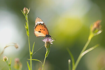  A Plain tiger, African queen, or African monarch, or Monarch butterfly feeding on purple colored wild flower