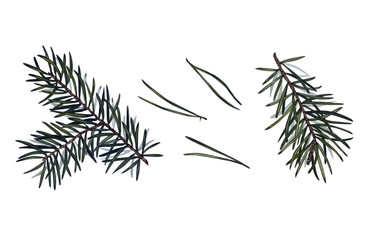 Collection of pine branches and needles, needles on a white background, hand-drawn digital drawing, watercolor style, decorative botanical illustration for design, Christmas plants, vector