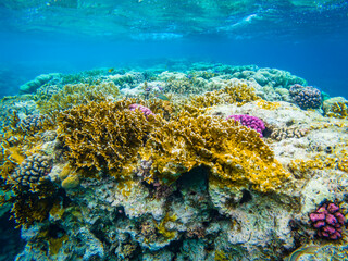 Naklejka na ściany i meble Underwater image of corals in Red Sea near Hurghada town in Egypt