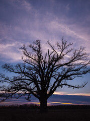 Vertical view of large lonely burr oak tree at sunset in Midwestern field in fall; dry grass and small figure of a man next to the tree 