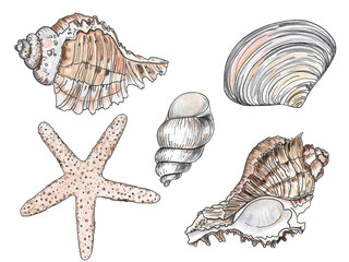 Collection of shell, sink and starfish.
Hand drawn watercolor illustrations.  Perfect for invitations, fabric, textile, linens, posters, prints, banners. 