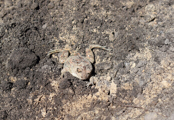 An earthen toad that has just come out of a hole.