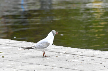 Black headed gull in city center Orebro Sweden