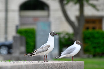 Obraz premium Black headed gull in city center Orebro Sweden