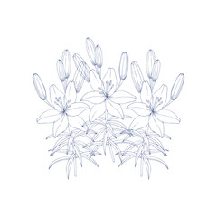 Three flowers branch. Transparent illustration of lilies and buds. 