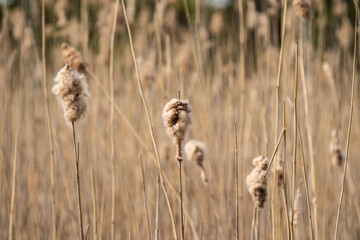 Previous year reeds in the spring