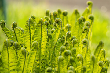 Fototapeta na wymiar Ferns unrolling in the spring