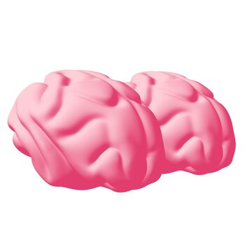 Human brain Anatomical Model.
