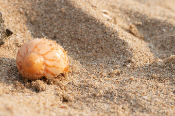 Fototapeta na wymiar snail on the sand