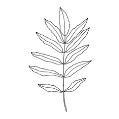 Rowan leaf. The outline drawn by hand. Linear drawing. Nature element isolated on white background.