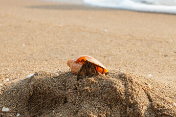 shell on the beach