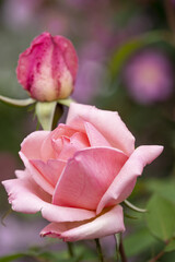 バラ　ピンクの薔薇　大輪