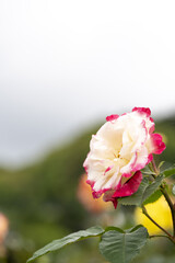 ピンクと白のバラ　大輪