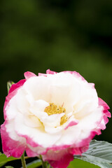 ピンクと白のバラ　大輪