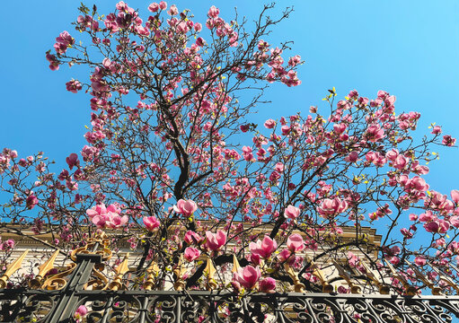 Looking up to colorful pink blossoms of magnolia on tree branches behind the fence in spring in the old town city centre in Bucharest, Romania.