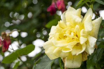 黄色い薔薇　バラ