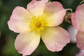 バラ　レインボーノックアウト