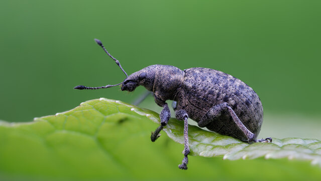 W&uuml;rfelfleckiger Staubr&uuml;ssler - Liophloeus tessulatus