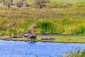 Group of hippos (Hippopotamus amphibius) laying on a lakeshore in Ngorongoro Crater national park,...