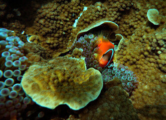 Clown fish among anemones and corals - Thailand
