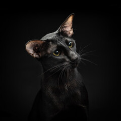 Portrait of a black cat with green eyes and big ears on a black background. Oriental cat in the studio. Graceful pet on black. High quality photo