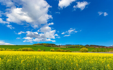 Fototapeta na wymiar Rural area with rapeseed fields and forests under the blue sky.