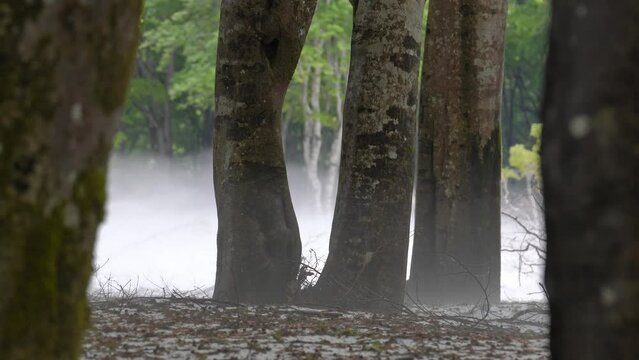 森の風景　霧が漂う残雪と新緑のブナの森