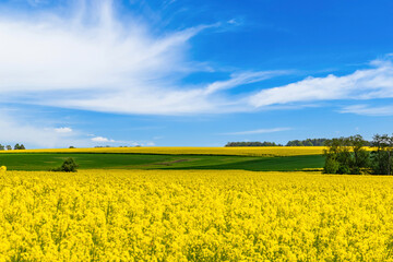 Obraz premium Rapeseed, canola or colza field in with beautiful clouds on sky, springtime flowering field
