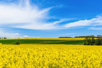 Gordijnen Rapeseed, canola or colza field in with beautiful clouds on sky, springtime flowering field © Sergey Fedoskin