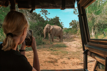 Wildlife safari.Eco travel in the jungle with wild animals elephants.Tropical tourism in the wild life of elephants.Road trip jungle,eco safari.Elephant wild life