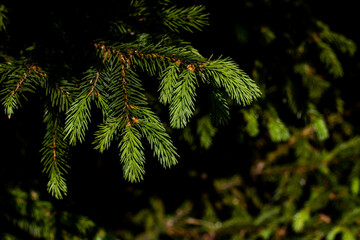 close up of pine needles