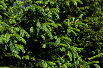 close up of a pine needles