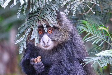 A blue monkey at the Kilimanjaro Machame Gate Entrance, Tanzania