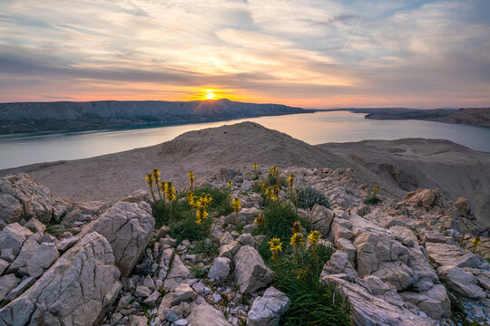 Flowering flowers on the rocks of the island of Pag in Croatia